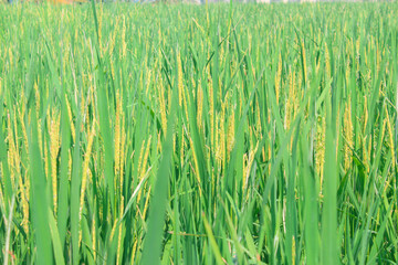 A vibrant, close-up view of a lush green rice paddy field with emerging golden rice grains, showcasing agricultural growth and natural beauty.