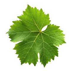 Green Grape leaves on transparent