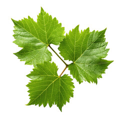 Green Grape leaves on transparent
