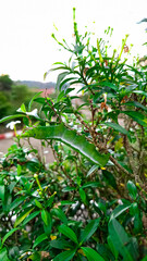 green caterpillars living on plants 
