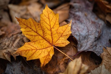 Vibrant autumn leaf amidst fallen foliage (2)