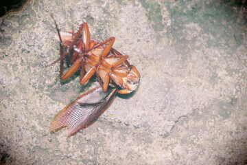 Cockroach Eliminated by Fast-Acting Insecticide

Close-Up of Dead Roach from Pest Control Chemicals