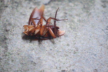 Dead Cockroach After Strong Insecticide Treatment

Effective Pest Control – Dead Cockroach on Floor