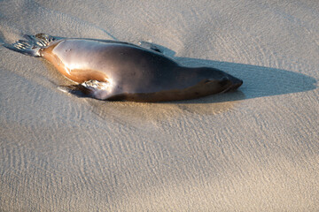 Fur Seal in the sand portrait. Cape fur seals. Wildlife concept with sea lion.