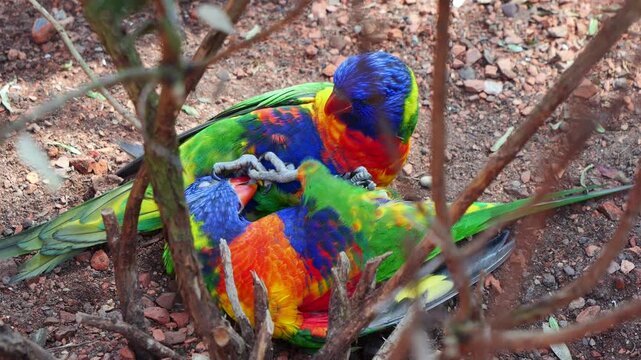 Slow-motion footage of a pair of rainbow lorikeets nestled together on the brown ground