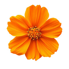 Obraz premium Close-up of a beautiful orange dahlia flower, resembling a gerbera or daisy, with delicate petals blooming in nature, isolated on white