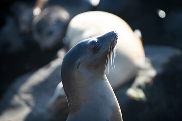 Sea lion, fur seal colony resting on the stone.