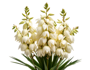 Yucca Flower Spike with Multiple Creamy White Bells, Side Profile, Isolated