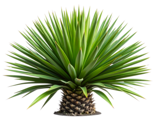Yucca Plant with Multiple Leaves in Natural Rosette, Side Profile, Isolated