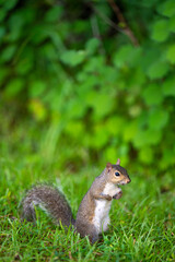 Alert Squirrel in Green Grass