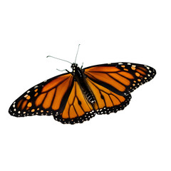 Fototapeta premium Monarch butterfly isolated against black background