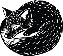 Fototapeta premium Black fox curled sleeping animal white