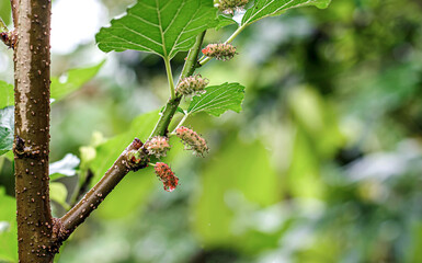 Vibrant mulberries on a branch with lush green leaves, showcasing the colorful stages of ripening...