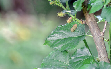 Mulberry leaves on a branch with dark green leaves