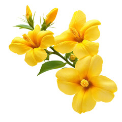 Fototapeta premium Vibrant yellow tecoma stans flowers isolated on a white background png ai generated