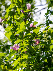 五月山に咲いたムクゲの花