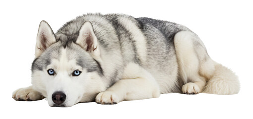 穏やかハスキー犬 白い毛並み 優しい瞳