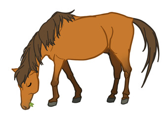 草を食べる与那国馬　鹿毛　馬　ポニー