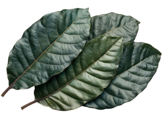 Close-up of three overlapping dark green leaves.  Textured surfaces, prominent veins.  Natural, botanical image