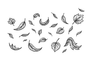 Isolated Hand Drawn Engraved Leaves Collection