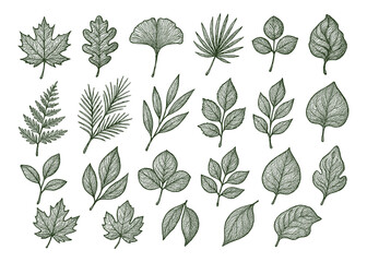Detailed Illustration: Collection of Hand-Drawn Botanical Leaf Designs, Green Tones