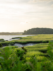Obraz premium Vibrant marshland with lush greenery and flowing water during golden hour near coastal area