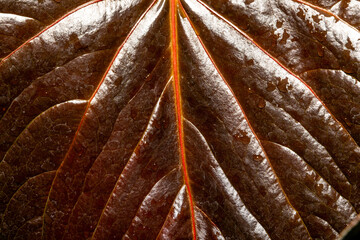 elephant ear or alocasia