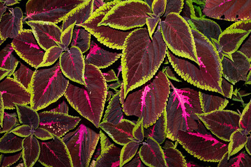 A stunning and versatile foliage plant, Coleus