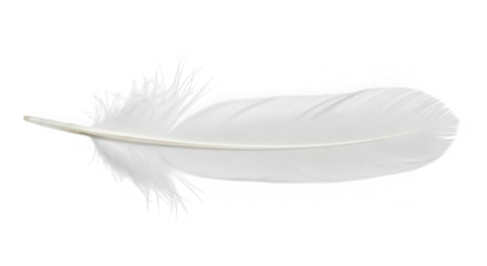 Elegant white feather close up isolated on transparent background