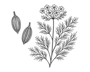 Botanical Illustration of Caraway Plant with Flowers and Seeds: Detailed Outline