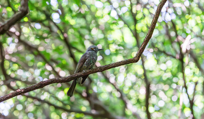 Obraz premium A single brown-eared bulbul perched on a tree branch in the forest. Hypsipetes amaurotis