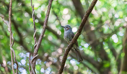 A single brown-eared bulbul perched on a tree branch in the forest. Hypsipetes amaurotis
