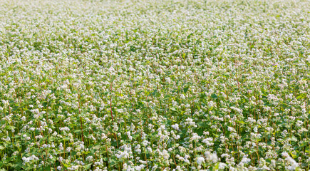 A field of buckwheat in full bloom. fagopyrum esculentum
