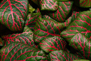 Fittonia albivenis is a species of flowering plant in the family Acanthaceae, native to the...