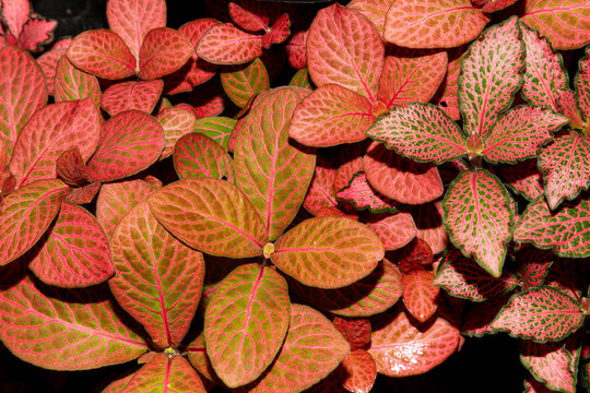 Fittonia albivenis is a species of flowering plant in the family Acanthaceae, native to the rainforests of Colombia, Peru, Bolivia, Ecuador and northern Brazil. Also known as nerve plant.
