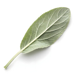 Obraz premium Dried sage leaves are aromatic herbs used in cooking, traditional medicine,