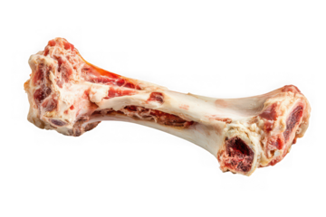 Raw bone with meat for dog treat, animal food, cooking ingredient, bone broth stock, beef bone isolated on transparent background