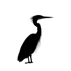 Fototapeta premium Anhinga black silhouette isolated on a transparent background
