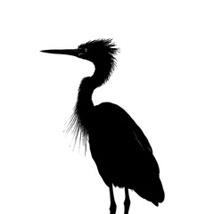 Obraz premium Anhinga black silhouette isolated on a transparent background