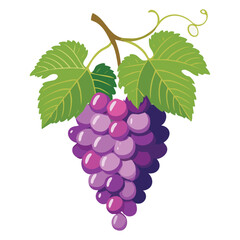 Fototapeta premium Fresh Grapes, Sweet & Seedless Options