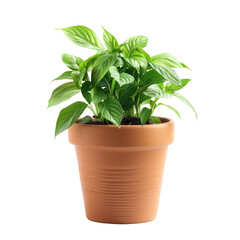 Vibrant basil plant in terracotta pot