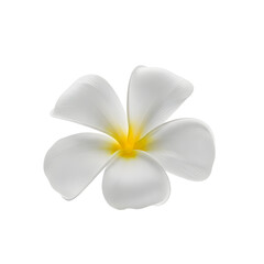 Plumeria flower on black background beauty