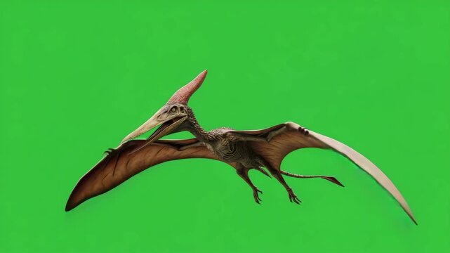 Pteranodon animal flying on green screen background