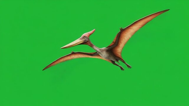 Pteranodon animal flying on green screen background