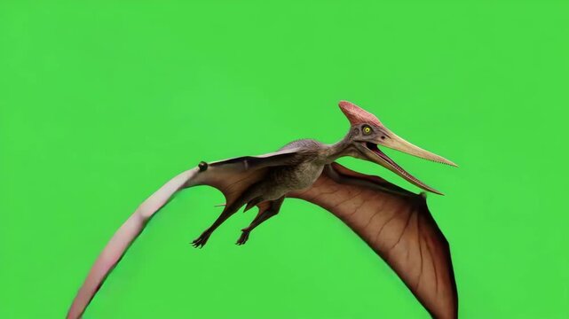 Pteranodon animal flying on green screen background