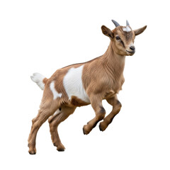 Fototapeta premium Close-Up of Goat Isolated on Transparent Background – Farm Animal Cutout for Design and Education