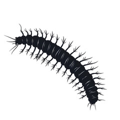 Fototapeta premium Centipede black silhouette isolated on a transparent background