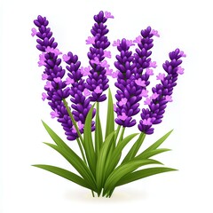Fototapeta premium Purple Lavender Flowers on White Background