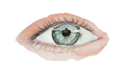 human eye with green iris