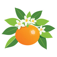Sweet Tangerines, Bright Orange Citrus